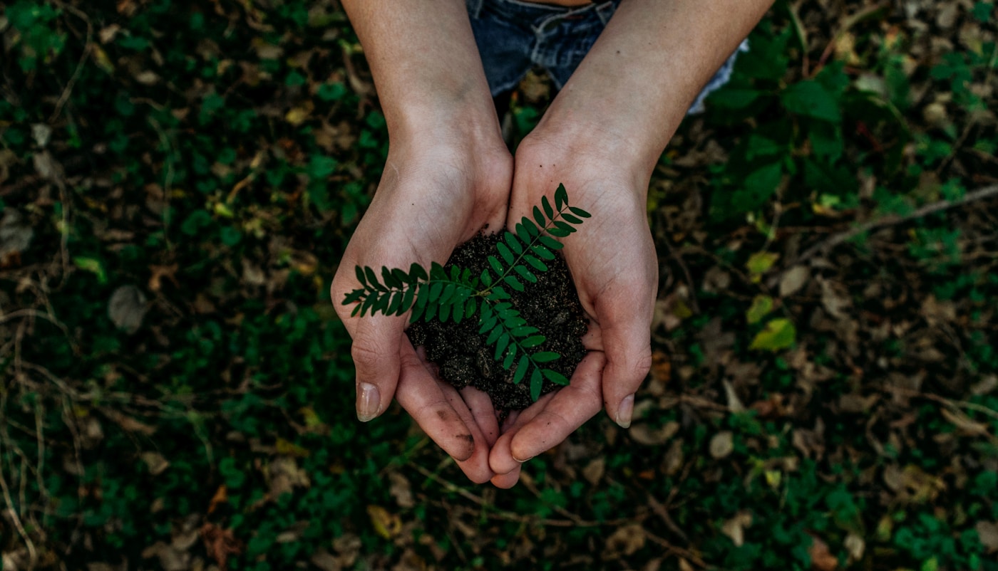 Hands holding soil and a young seedling — nurturing growth, symbolizing our family-owned, community-rooted landscaping work